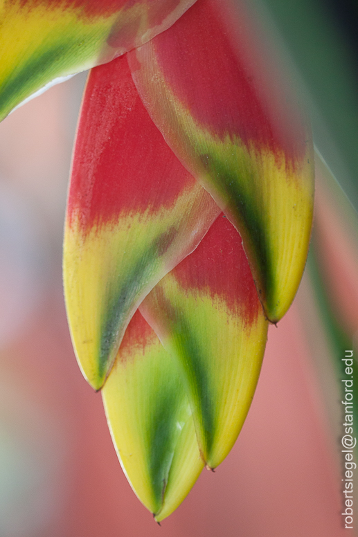 heliconia